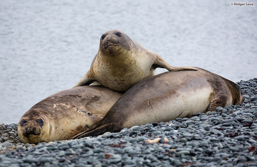 Antarctic_2020_11_Abenteuer und Wildtiere